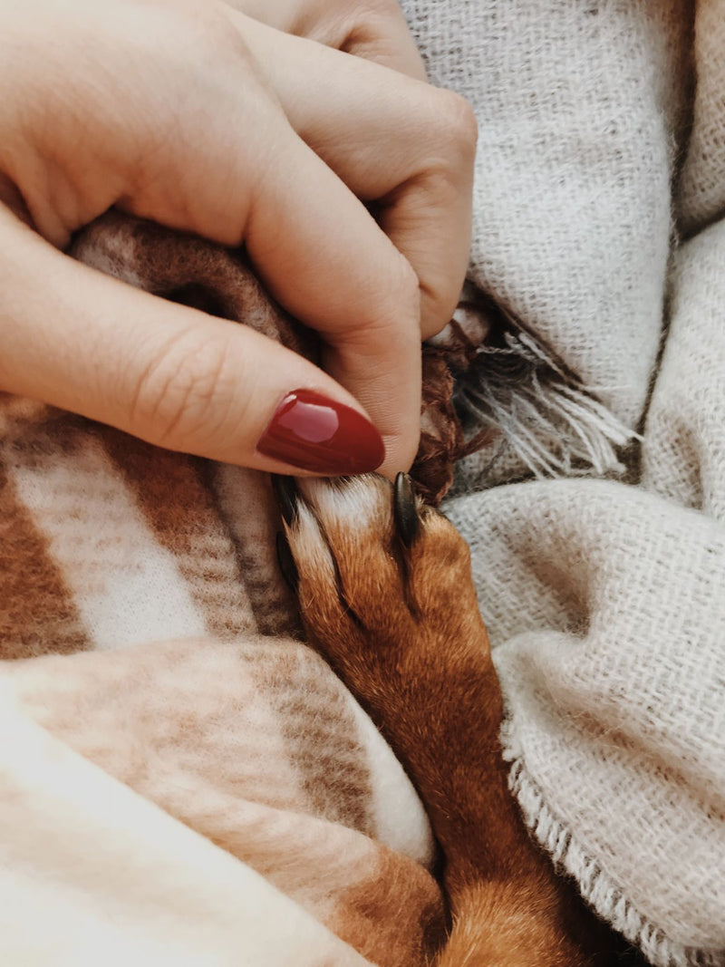 Still Paws Nose & Paw Balm